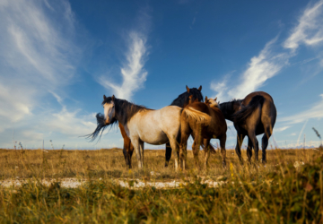 Quinta do Pisão acolhe exposição que retrata 7 raças de cavalos em vias de extinção